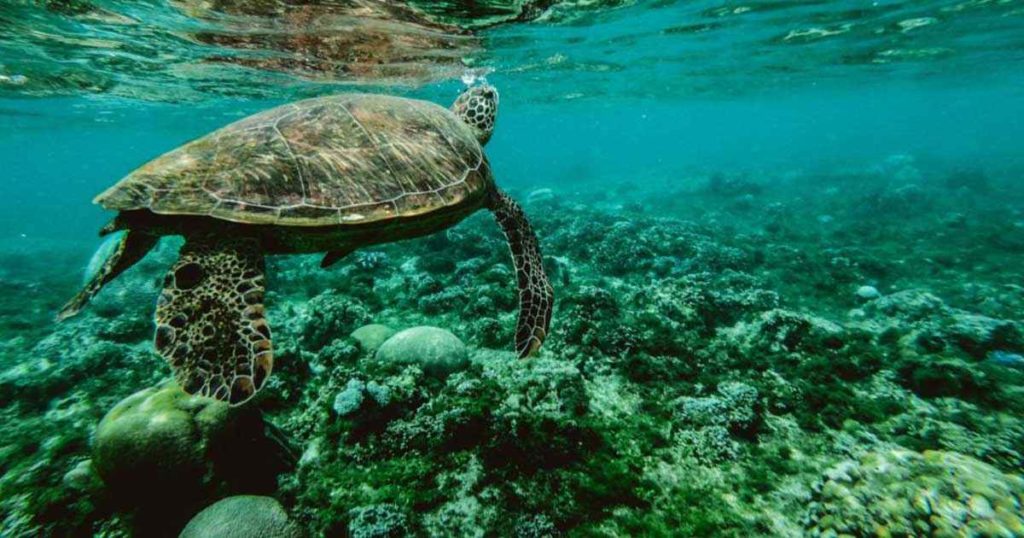 Increíble vida marina en Playa del Carmen