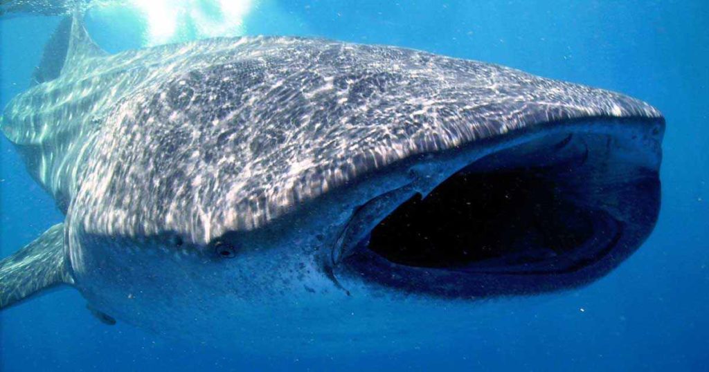 Tiburón Ballena desde Playa del Carmen